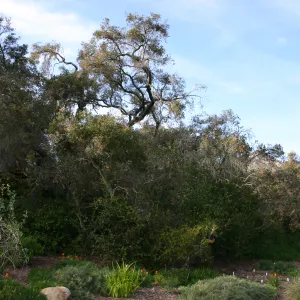 Meadow Oak, 2006