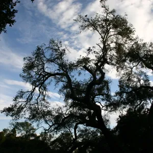 Meadow Oak, 2006