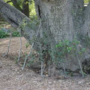 Meadow Oak, 2006
