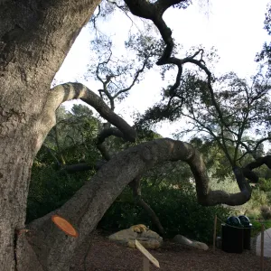 Meadow Oak, 2006