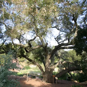 Meadow Oak, 2006 (Coastal Live Oak)