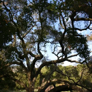 Meadow Oak, 2006 (Coastal Live Oak)