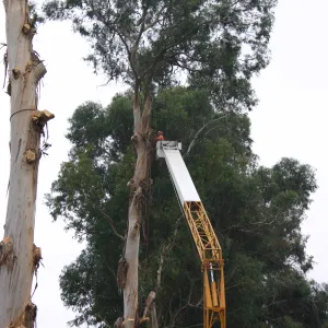 Removal of Eucalyptus trees along Mission Canyon Road