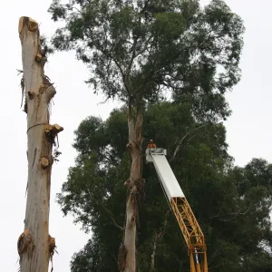 Removal of Eucalyptus trees along Mission Canyon Road