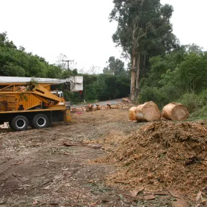 Removal of Eucalyptus trees along Mission Canyon Road