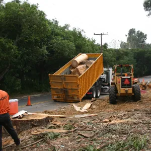 Removal of Eucalyptus trees along Mission Canyon Road