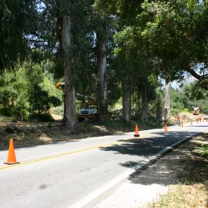 Removal of Eucalyptus trees along Mission Canyon Road