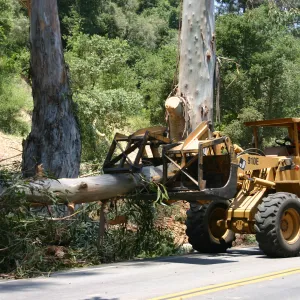 Removal of Eucalyptus trees along Mission Canyon Road