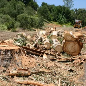 Removal of Eucalyptus trees along Mission Canyon Road