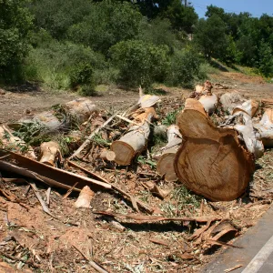 Removal of Eucalyptus trees along Mission Canyon Road