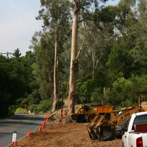 Removal of Eucalyptus trees along Mission Canyon Road