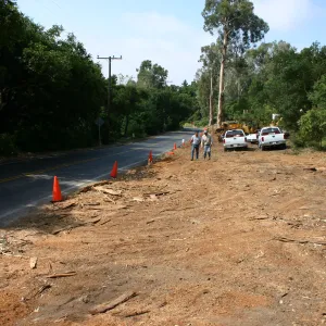 Removal of Eucalyptus trees along Mission Canyon Road