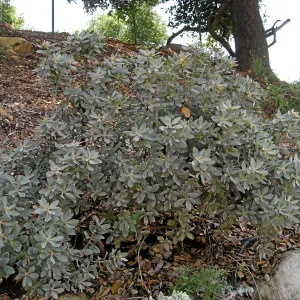 Arctostaphylos canescens (Hoary manzanita) on parking lot bank