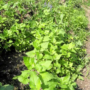 Venegasia sprouting on Pritchett Trail