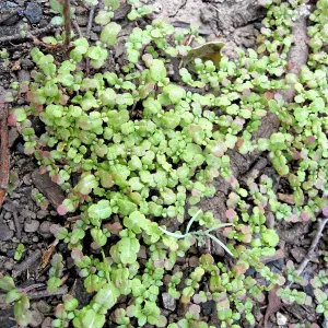Wildflower seedlings on Pritchett Trail