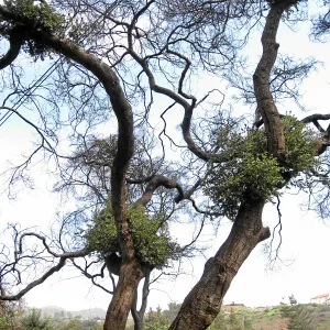Quercus agrifolia (Coastal Live Oak) resprouts on Pritchett trail