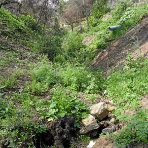 Erosion and regeneration on Pritchett Trail
