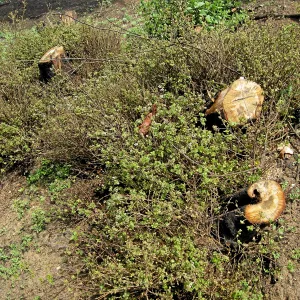 Quercus dumosa resprouts on Pritchett Trail after Jesusita Fire