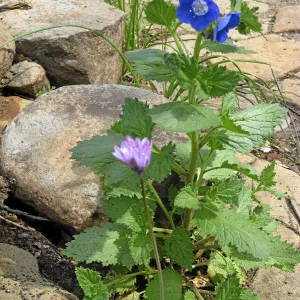 Phacelia viscida and Dichelostemma by Pritchett Bench after Jesustia Fire