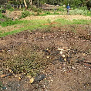 Quercus dumosa resprouts on Pritchett Trail after Jesusita Fire