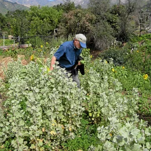 Dieter Wilken at Malacothamnus fasciculatus patch post fire at Tunnel gate