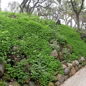 Slope lower Woodland Trail showing heavy infestation of Oxalis post fire