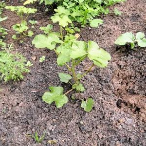 Fremontodendron seedlings post fire in Cypress section