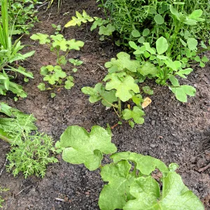 Fremontodendron seedlings post fire in Cypress section