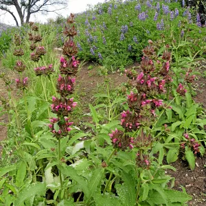 Salvia spathacea (California Hummingbird Sage) and Lupinus succulentus (Arroyo Lupine)in Cypress section