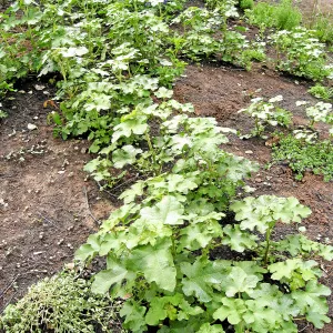 Fremontodendron seedlings post fire in Cypress Section