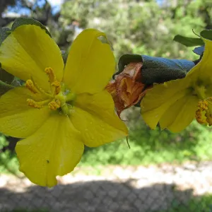 Fremontodendron at jct of Las Canoas and Mission Canyon Rds