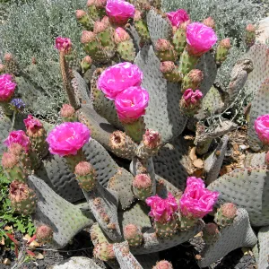 Opuntia basiliaris in Desert Section