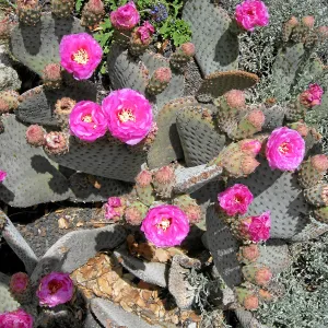 Opuntia basiliaris in Desert Section