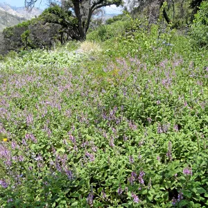 Stachys bullata in Meadow View post fire