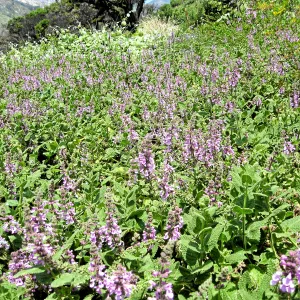 Stachys bullata in Meadow View post fire