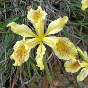 Iris 06-46 from Matillija Nursery cv Garden Delight