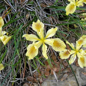 Iris 06-46 from Matillija Nursery cv Garden Delight