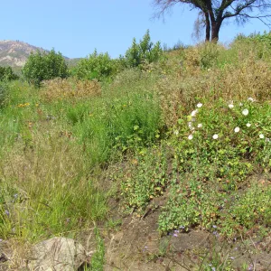 One year after Jesusita Fire - Cypress Section