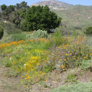 One year after Jesusita Fire. Top of Porter trail looking north