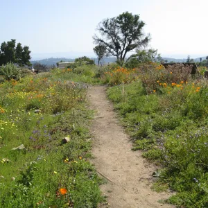 One year after Jesusita Fire. Top of Porter Trail looking south
