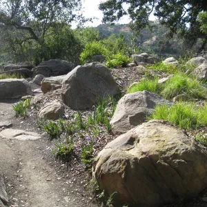One year after Jesusita Fire. Brook
