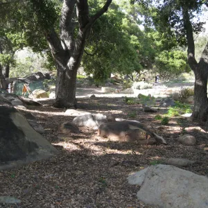 One year after Jesusita Fire. Meadow Oaks