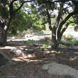 One year after Jesusita Fire. Meadow Oaks