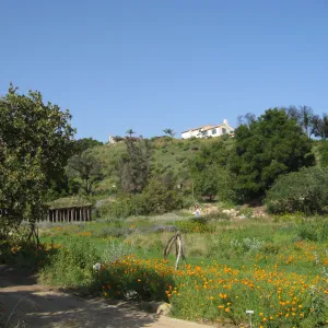 One year after Jesusita Fire. Meadow