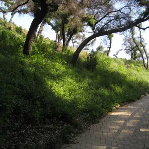 One year after Jesusita Fire. Woodland Trail