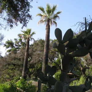 Palms in Desert Section one year after Jesusita Fire