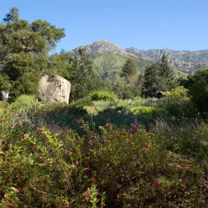 Meadow with view to La Cumbre Peak, SBBG 2 years after the Jesusita Fire