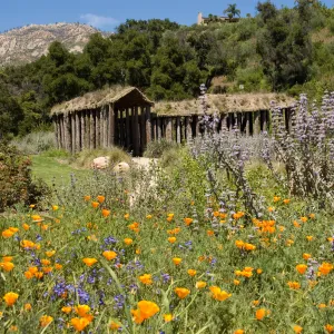 Herb Parker structure in the Meadow with wildflowers, SBBG 2 years after the Jesusita Fire