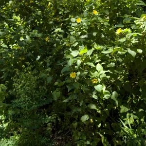 post-fire vegetation, Canyon sunflower on the Woodland Trail slope, SBBG 2 years after the Jesusita Fire