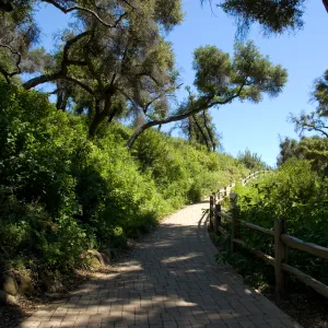 path leading up to the Meadow from the Redwood Section, Woodland Section on the left, SBBG 2 years after the Jesusita Fire